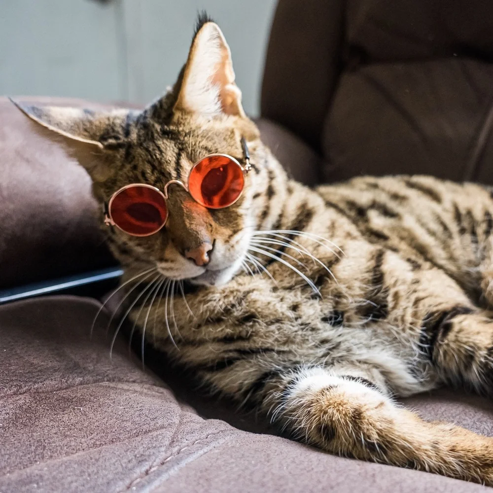 Sunglasses for small pet